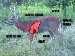 Keys To Understanding Shot Placement On A White Tailed Deer