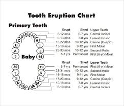 Baby Tooth Chart Letters Tooth Chart Teeth Eruption Chart