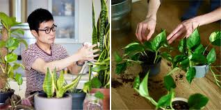 11 Best Low Maintenance Indoor Plants