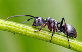 invasion de fourmis traitement