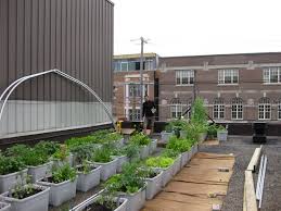 Vegetable Roof Garden Gallery