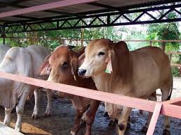 Secara genetik, sapi limosin adalah sapi potong yang berasal dari wilayah beriklim dingin dan di indonesia sendiri sapi limosin sering di kawin silangkan dengan berbagai jenis sapi lain, misalnya kandang individu di rasa lebih cocok bagi sapi limosin untuk bertumbuh lebih cepat, karena tidak. Budidaya Sapi Potong Dengan Kualitas Tinggi Arenahewan Com