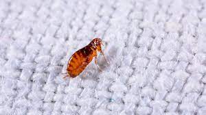 get rid of a flea infestation