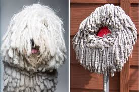 6 adorable dogs that look like a mop