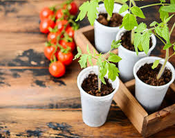 Winter Sowing Tips To Indoor Vegetable