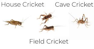 handy guide to crickets what you