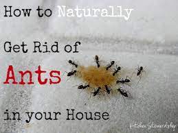 naturally get rid of ants in your house