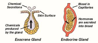 parts of endocrine system diffe