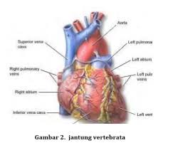 Peredaran darah jantung atau sistem kardiovaskuler yang meliputi vasa privata dan jalur vasa publica yang penting untuk diketahui. Alat Peredaran Darah Pada Hewan Bukusekolah Net