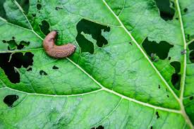 slugs with natural slug repellent