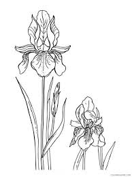 Working on bringing a new platform into the world. Iris Coloring Pages Flowers Nature Iris Flower 7 Printable 2021 210 Coloring4free Coloring4free Com