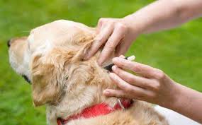 how to treat dog fleas ticks at home