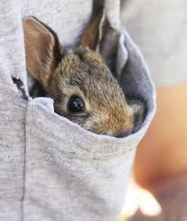 adorable bunnies pic