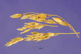 Plants Profile for Milium effusum (American milletgrass)
