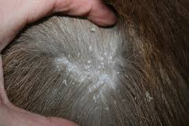 Goat Lice Treatment Under Fontanacountryinn Com
