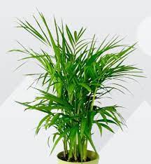 Reed Palm Chamaedorea Seifrizii