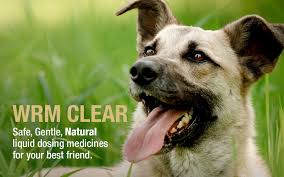 worming your dog is there a natural
