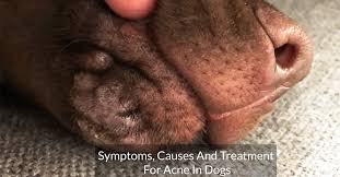 canine acne symptoms causes and