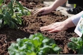 How To Start Home Gardening In Utah Ut