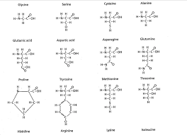 Solved In The Amino Acid Chart Given In The Instruction S