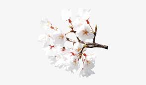 The original size of the image is 2400 × 1648 px and the original resolution is 300 dpi. Sakura Flower Png Hd T Fiori Di Ciliegio Psd File Flor De Cerejeira Branca Png Png Image Transparent Png Free Download On Seekpng