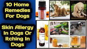 dog skin allergy and itching