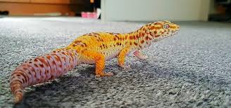 Animal city pet center in murfreesboro, tn is a pet supply store. Best Pet Lizards Exoticdirect