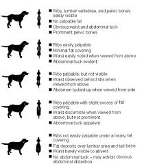 Ageless Corgi Puppy Weight Chart Scottish Terrier Weight