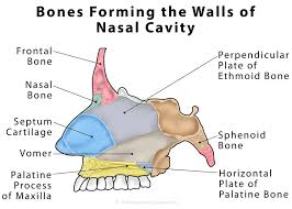 nasal cavity definition anatomy