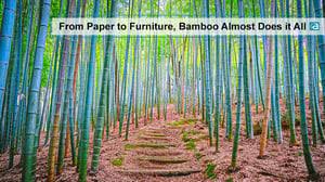 from paper to furniture bamboo almost