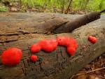 Resultado de imagem para red raspberry slime mould