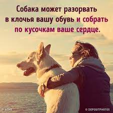 AdMe - 17 доказательств того, что мы не заслуживаем собак: bit.ly/2OOA5f2: | Facebook