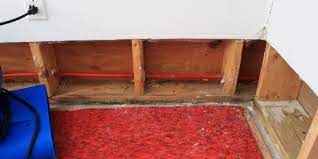 A Guide To Carpet Mould And Dry Rot