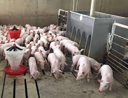 want to contract feed pigs here s what