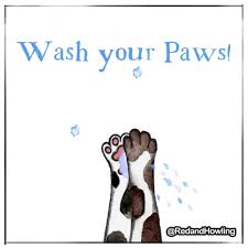 clean your paws gifs get the best gif