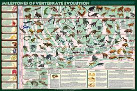 Milestones Of Vertebrate Evolution Extraordinary Poster By