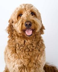 Colors will be like our charmin or sammy match ups. Goldendoodle Dog Breed Everything About Goldendoodles
