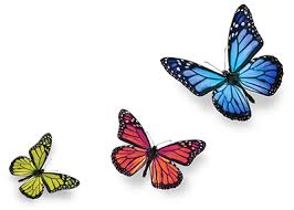 Image result for butterflies