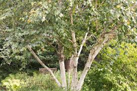 11 common species of birch trees