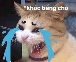 Meme mèo khóc tiếng chó. (Ảnh: Internet) | Kittens funny, Cat memes, Cute  love memes