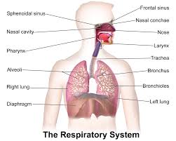 File Blausen 0770 Respiratorysystem 02 Png Wikimedia Commons