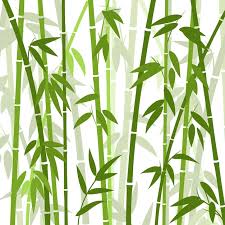 bamboo wallpaper images free