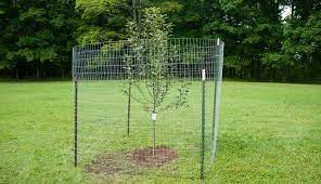 Protect Fruit Trees From Deer
