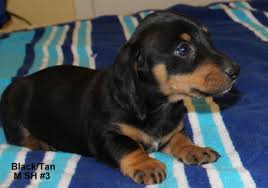 Search for dogs closest to your area by changing the search location. Fergiedachs Home Of Miniature Dachshunds