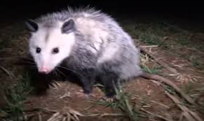 How many hours a day do possums sleep. Possum The Intruder Into Southern Ontario Harmless And Shy