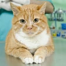 Treatment of healthy cats infected with mhf and mhm may not be indicated as no drug has been shown to clear the organisms. Acromegaly In Cats Rare But Probably Underdiagnosed Petmd