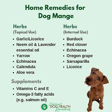 home remes for mange in dogs puppies