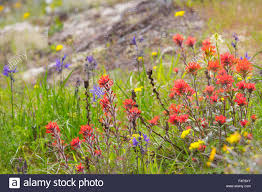 Usa Washington State Prairie Wildflowers Typical Of San Juan Stock