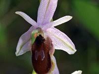 Ophrys lunulata