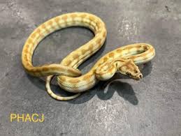 carpet python reptiles hibians